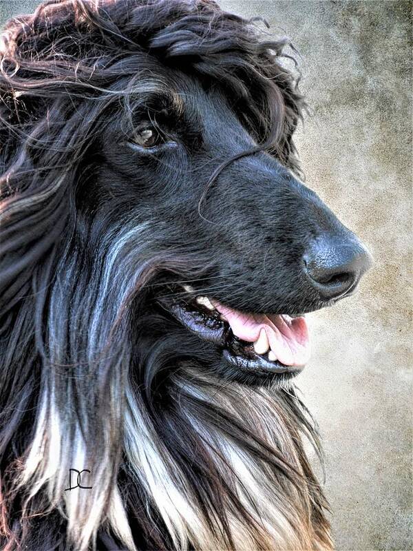 Afghan Hound Poster featuring the photograph Full of Himself by Diane Chandler