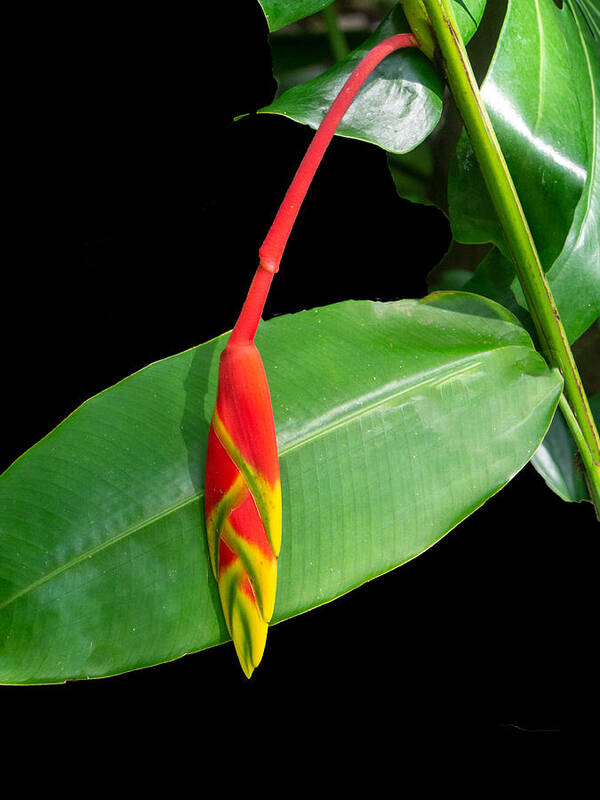 Red Poster featuring the photograph Red and Yellow Heleconia Flower by L Bosco