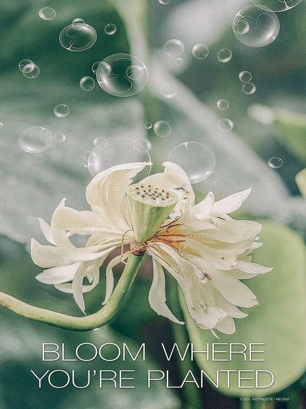 Bloom Poster featuring the digital art Bloom Where You're Planted by Gail Marten
