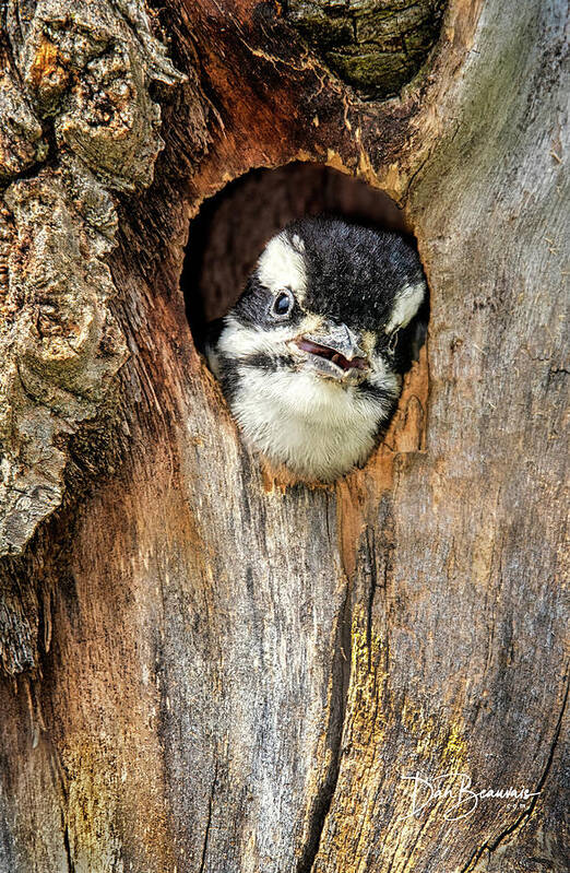 Woodpecker Poster featuring the photograph Hairy Woodpecker Chick 4796 by Dan Beauvais
