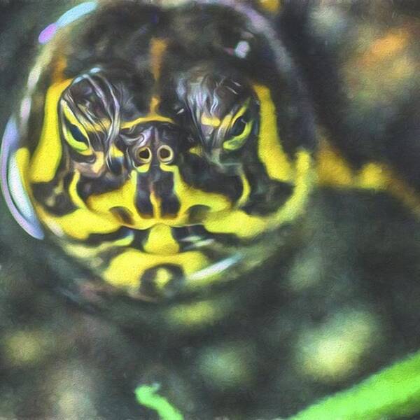 Petstagram Art Print featuring the photograph This Tortoise Looks Serious. Hmmm by David Haskett II