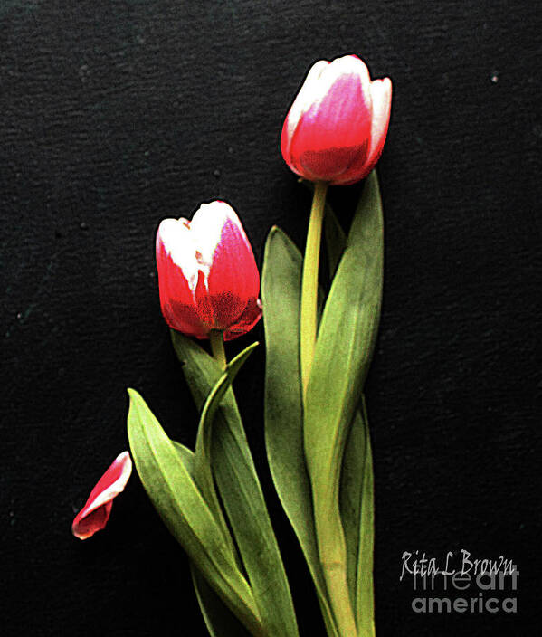Tullips Art Print featuring the photograph Pink and White Tullips by Rita Brown