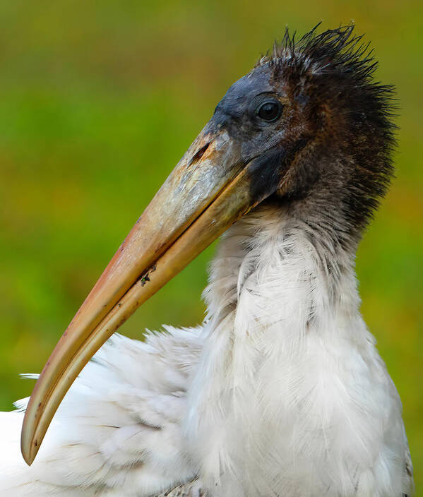 Birds Art Print featuring the photograph Wood Stork 2 by Larry Marshall