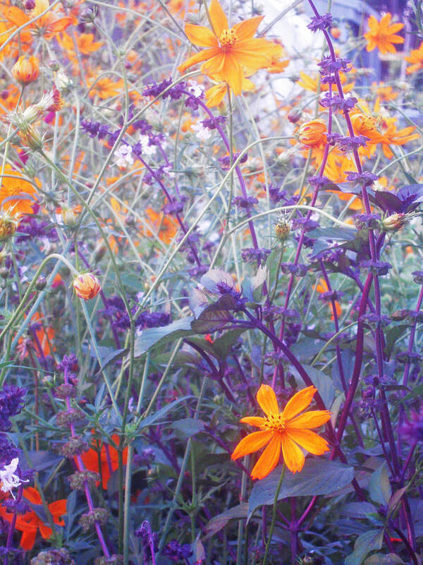 Australia Art Print featuring the photograph Field of Flowers by Ankya Klay