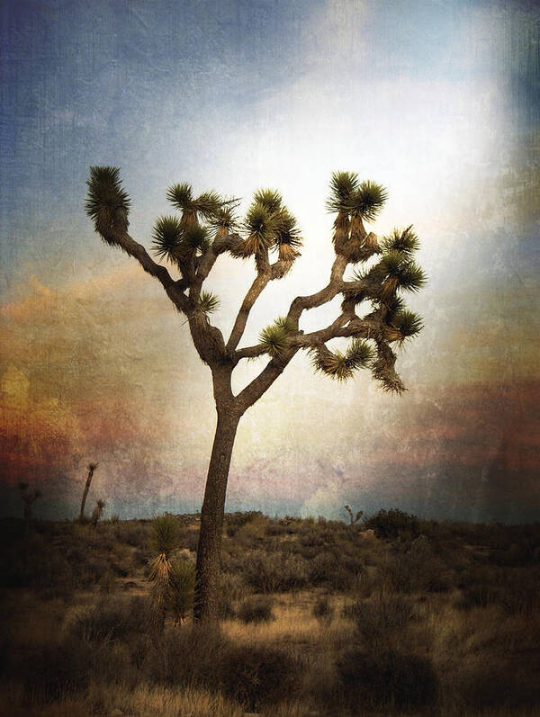 Tree Art Print featuring the photograph Joshua's Light by Mark David Gerson