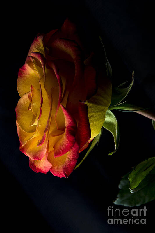 Rose Art Print featuring the photograph A Rose Story 2 by David Haskett II