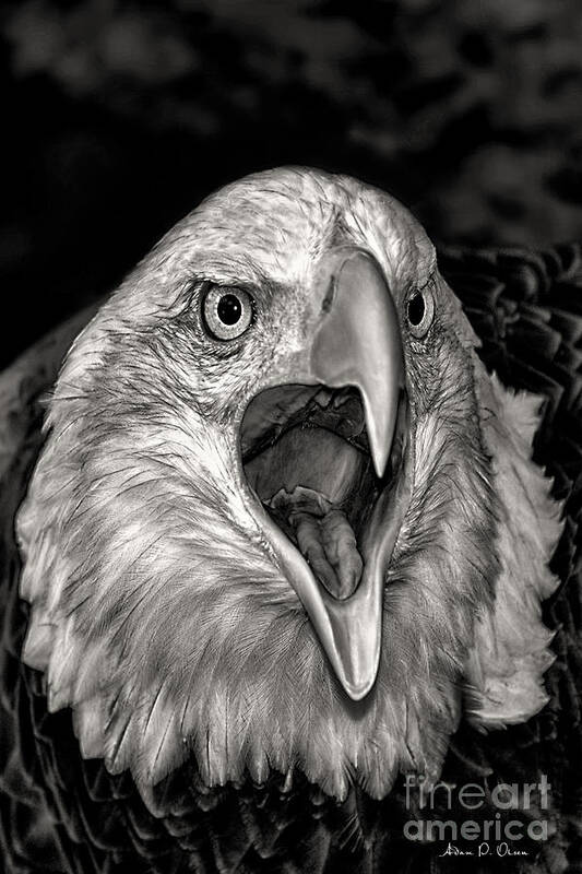 Screemin Eagle Art Print featuring the photograph Screamin Eagle by Adam Olsen