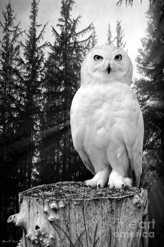 Snowy Owl Art Print featuring the photograph Snowy by Adam Olsen