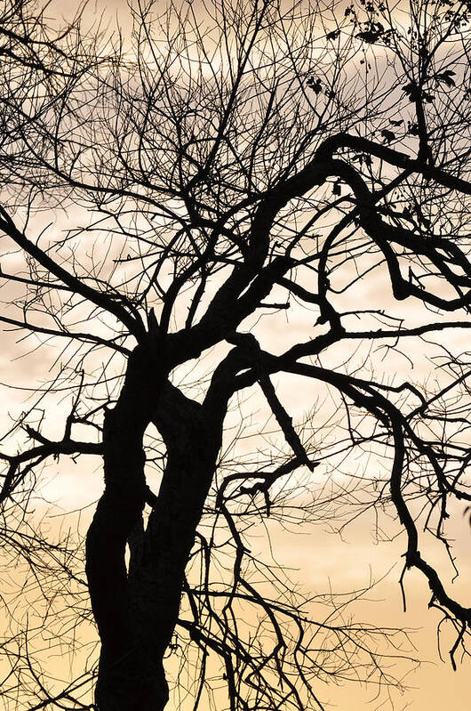 Tree Art Print featuring the photograph Tree at Sunrise by Rose Hill