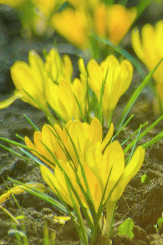 Crocuses Art Print featuring the photograph Yellow crocuses close up by Vlad Baciu