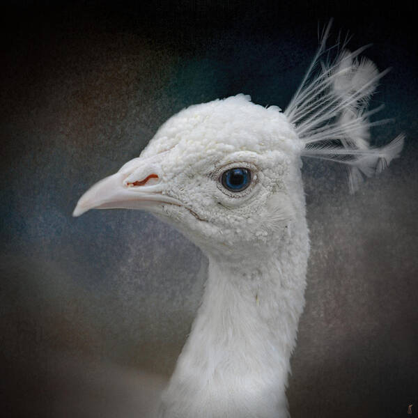 Albino Art Print featuring the photograph An Old Soul - White Peacock - Wildlife by Jai Johnson