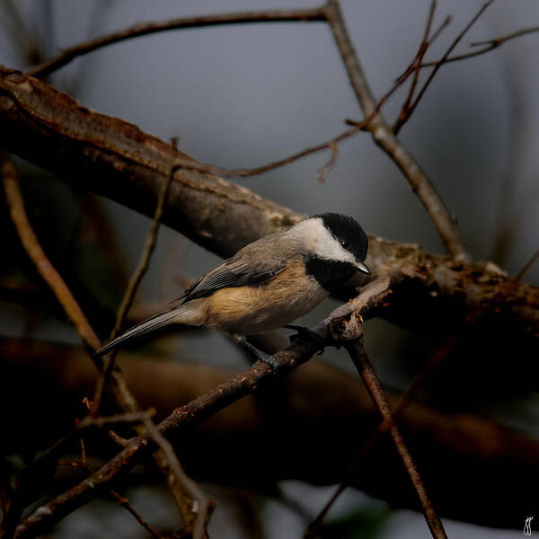 Black Capped Chickadee Art Print featuring the photograph Black Capped Chickadee - In The Shadows 06.03.2014 by Jai Johnson