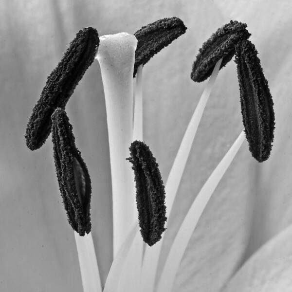 Abstract Art Print featuring the photograph Day Lily Heart by Dawn Currie