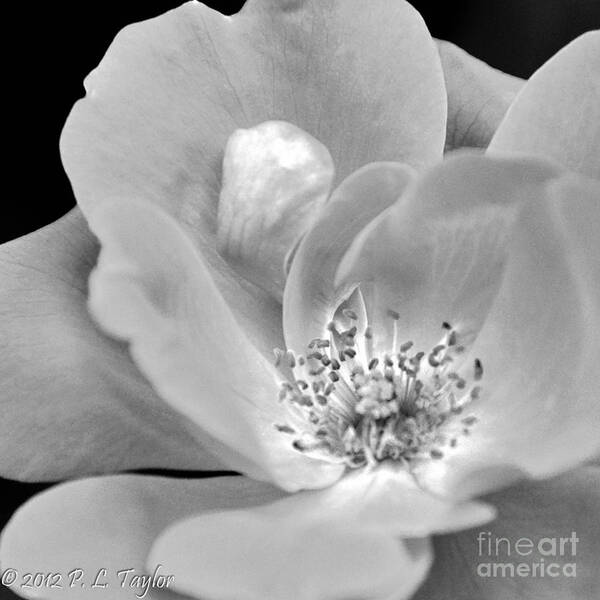 Shrub Rose Art Print featuring the photograph Rose Squared by Pamela Taylor