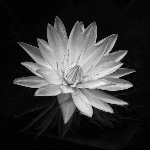 Art Art Print featuring the photograph Simple Elegance by Dawn Currie