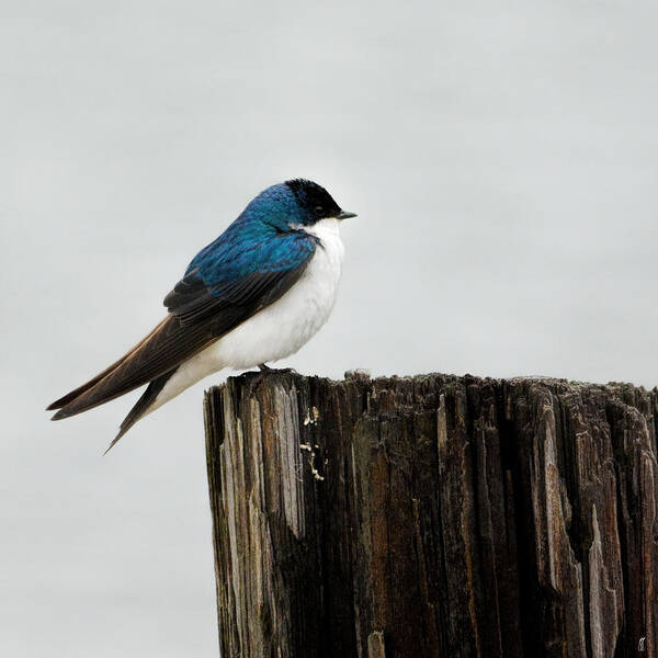 Bird Art Print featuring the photograph Tree Swallow - 06.14.2014 by Jai Johnson