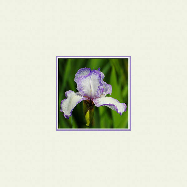 beautiful Iris Art Print featuring the photograph Purple and White Iris Photo Square by Jai Johnson