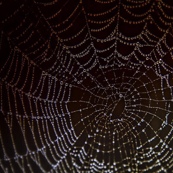 Web Art Print featuring the photograph The Web by Kate Hannon
