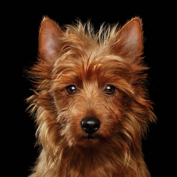 Emotional Art Print featuring the photograph Australian Terrier by Sergey Taran