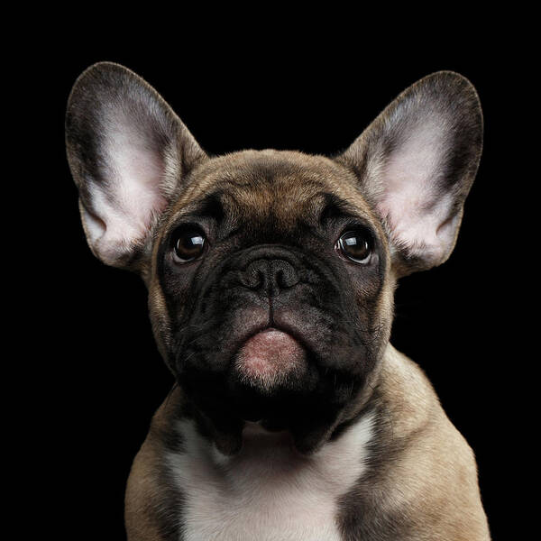 #faatoppicks Art Print featuring the photograph Closeup Portrait French Bulldog Puppy, Cute Looking in Camera by Sergey Taran