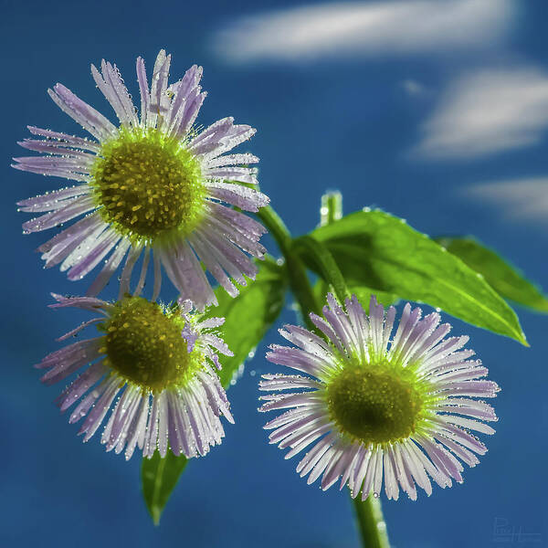 Daisy Flowers Floral Sky Cloud Blue Yellow White Green Square Art Print featuring the photograph Daisy Trio - white daisies glistening in sunlight with mist droplets by Peter Herman
