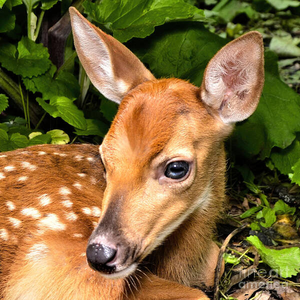 Deer Art Print featuring the photograph Little Fawn by Adam Olsen