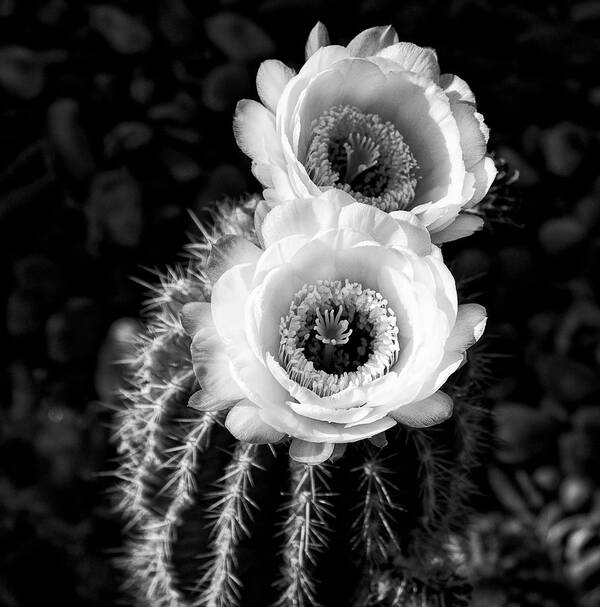 Torch Cactus Art Print featuring the photograph Tourch Cactus Bloom by Sandra Selle Rodriguez