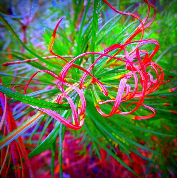 Tendril Art Print featuring the photograph Nature's Ribbons by VIVA Anderson