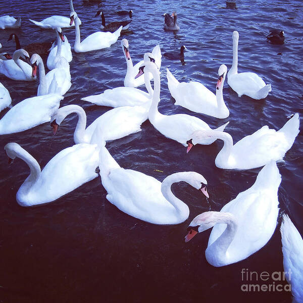 Swans Art Print featuring the photograph A Swans Party - square by Rebecca Harman