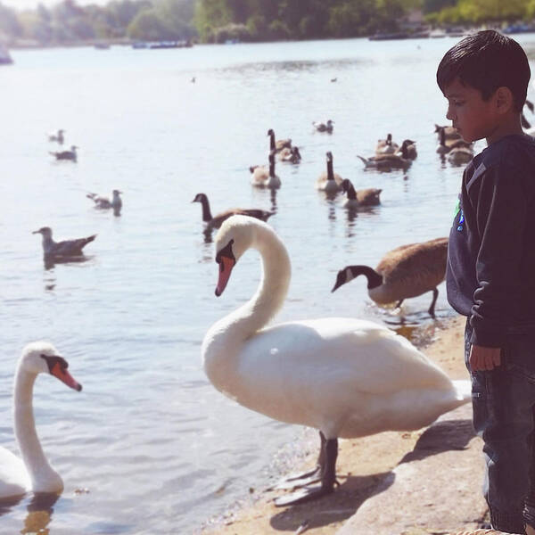 Swan Art Print featuring the photograph Child Dreams with Swans by Rebecca Harman