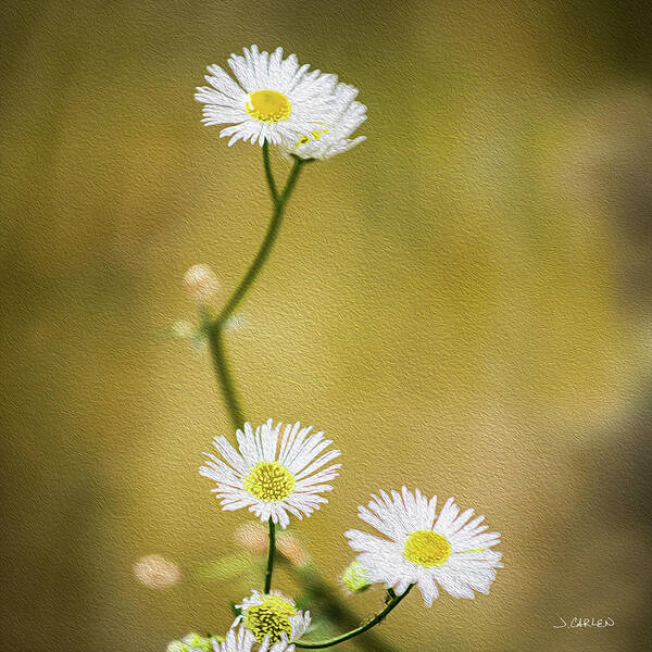 Flowers Art Print featuring the photograph Daisy Afternoon by Jim Carlen