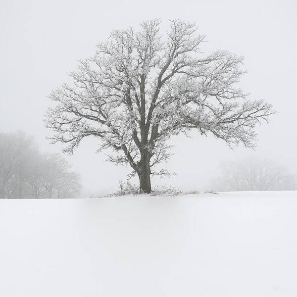 Oak Art Print featuring the photograph Fade to white #2 - frost covered oak tree in rural WI field by Peter Herman