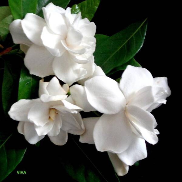 Gardenias Art Print featuring the photograph Gardenias - A Posy by VIVA Anderson