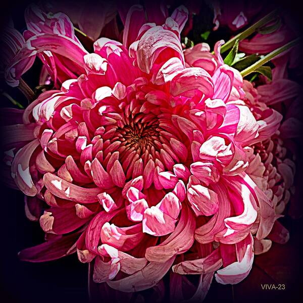 Mums Art Print featuring the photograph Mother's Day Mums-23 by VIVA Anderson
