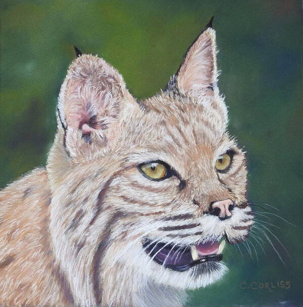 Bobcat Art Print featuring the pastel The Cheshire Bobcat by Carol Corliss