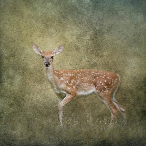 Deer Art Print featuring the photograph Walking in Light by Jai Johnson