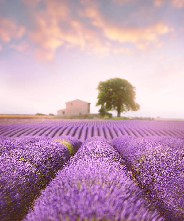 Lavender Field Art Print featuring the photograph Valensole Plateau 2 by Giovanni Allievi