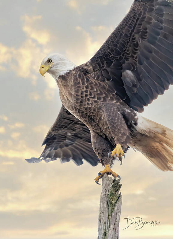 Eagle Art Print featuring the photograph Bald Eagle Takeoff 1116 by Dan Beauvais