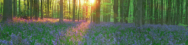 Bluebells Art Print featuring the photograph Bluebells In Morning Sun by John Chivers