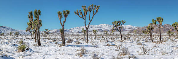 Blue Sky Art Print featuring the photograph Lost Horse Valley in Snow by Peter Tellone