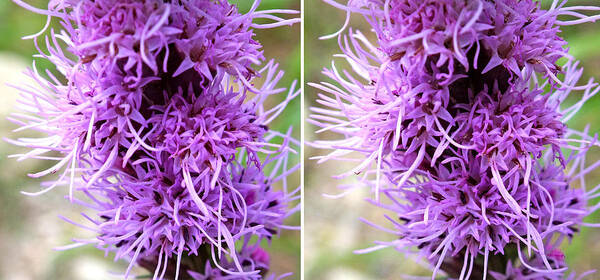 Duane Mccullough Art Print featuring the photograph Liatris Flowers in Stereo by Duane McCullough
