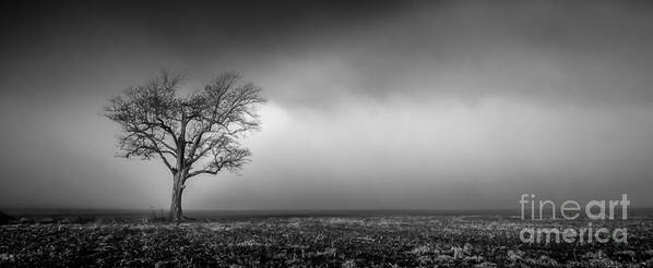 Black And White Art Print featuring the photograph Lone Tree in the Mississippi Delta by T Lowry Wilson