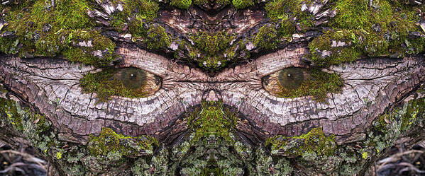Wood Tree Eye Freaky Mask Scary Ent Organic Life Moss Algae Eyes Eyeball Watching Watcher Abstract Psychodelic Nightmare Frightful Monster Dark Forest “green Man” Art Print featuring the photograph - Watcher in the Wood #2 - Human face and eyes hiding in mirrored tree feature - Green Man by Peter Herman