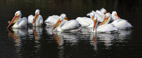 Pelicans Art Print featuring the photograph Pelicans at Viking Park #3 of 7 - Stoughton Wisconsin by Peter Herman