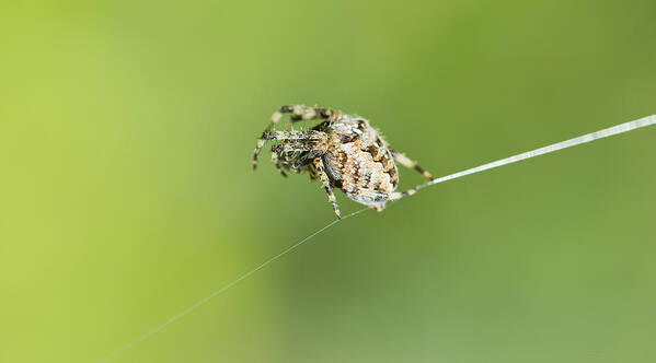 High Wire Art Print featuring the photograph High Wire by Steven Poulton