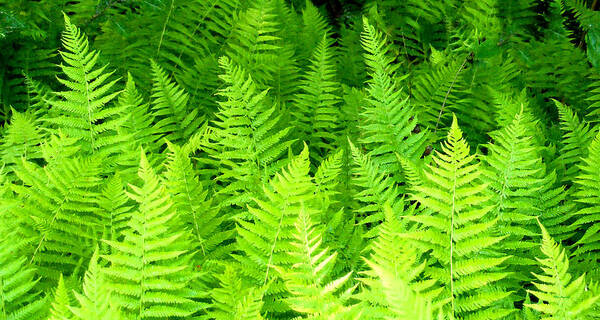 Ferns Art Print featuring the photograph Ferns Galore filtered by Duane McCullough