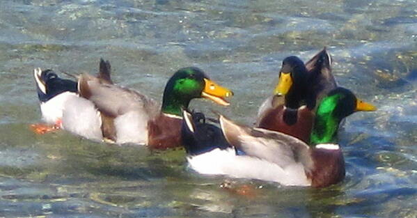 Ducks Art Print featuring the photograph Frolicking Mallards by Lessandra Grimley