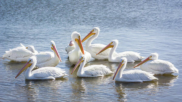 American White Pelican Art Print featuring the photograph Pod of Pelicans I by Dawn Currie