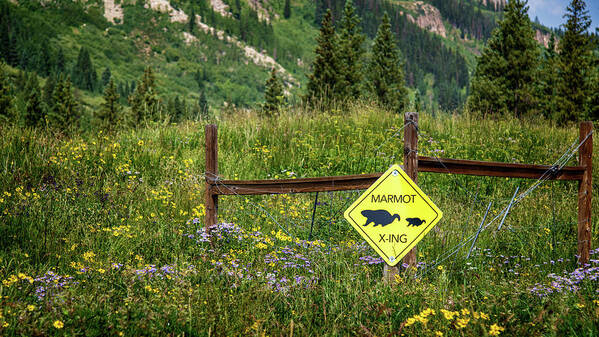 Marmot Art Print featuring the photograph Marmot Crossing by Elin Skov Vaeth