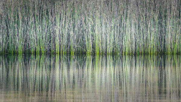 Reeds Art Print featuring the photograph Reeds Reflection by Gary Geddes